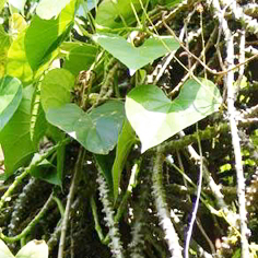 Bratawali atau akar aliali (Tinospora crispa (L.)